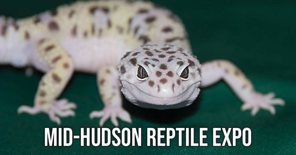 reptile expo