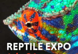 Reptile Expo – July 24