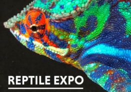 Reptile Expo – December 4th